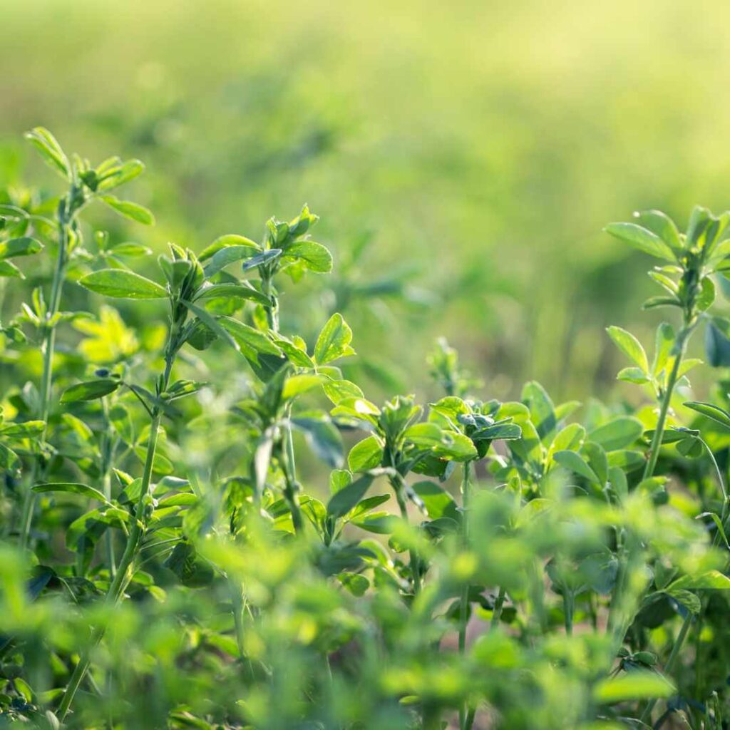 Recomendaciones para la siembra de alfalfa por expertos del INTA